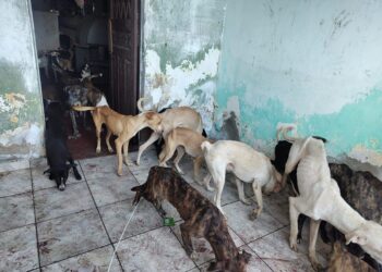 Operação resgata 40 cachorros em situação de maus-tratos; Idoso é preso