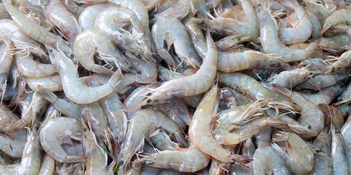 PRF flagra transporte de 1.500 kg de camarão sem nota fiscal no Litoral Norte do Estado