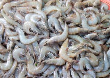 PRF flagra transporte de 1.500 kg de camarão sem nota fiscal no Litoral Norte do Estado