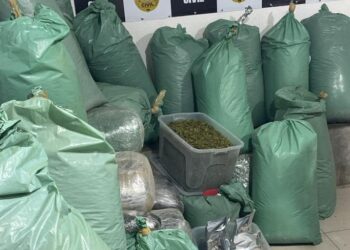 PM apreende quase meia tonelada de maconha durante operação em João Pessoa e Bayeux