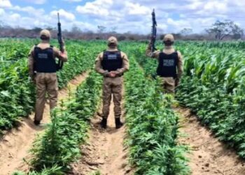 Polícia destrói 100 mil pés de maconha em fazenda no Cariri da Paraíba