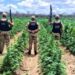 Polícia destrói 100 mil pés de maconha em fazenda no Cariri da Paraíba