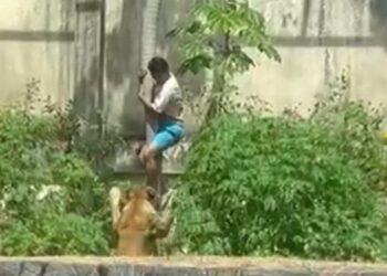 Homem morre após entrar em jaula e ser atacado por leoa na Bica, em JP