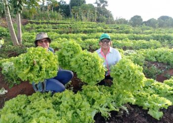 AGORA É LEI: Escolas e hospitais públicos terão refeições com alimentos orgânicos