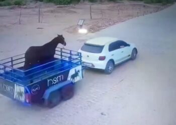Dupla é presa por furtar cavalo quarto de milha e reboque na Paraíba