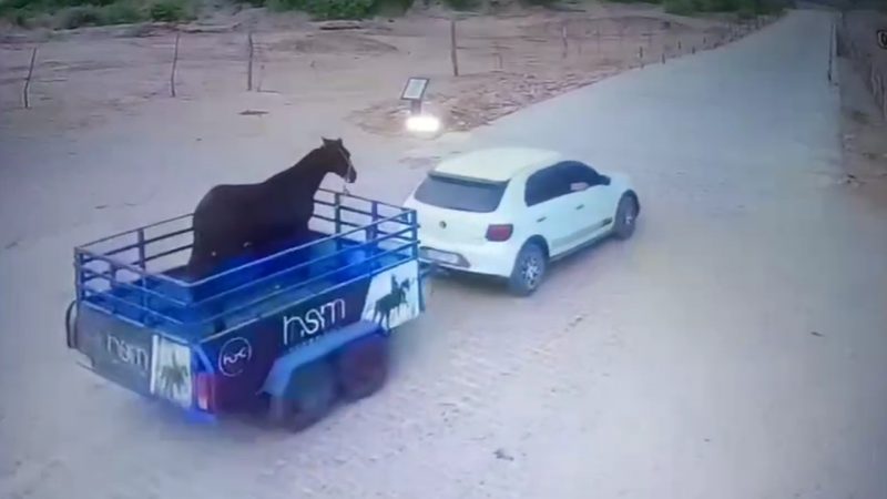 Dupla é presa por furtar cavalo quarto de milha e reboque na Paraíba