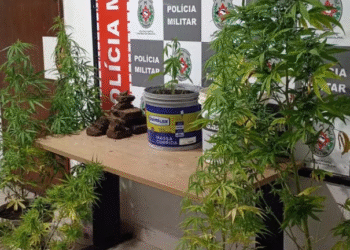 Plantação de pés de maconha é apreendida no Bairro das Industrias, em João Pessoa