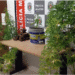 Plantação de pés de maconha é apreendida no Bairro das Industrias, em João Pessoa