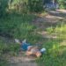 Homem supostamente colombiano é executado a tiros no distrito de Várzea Nova, em Santa Rita