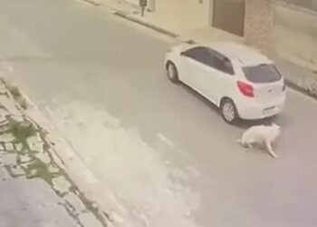 Motorista é flagrado atropelando cachorro em Campina Grande