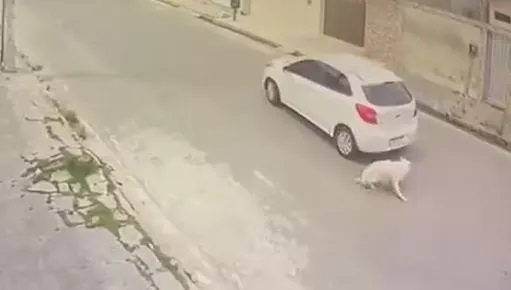 Motorista é flagrado atropelando cachorro em Campina Grande