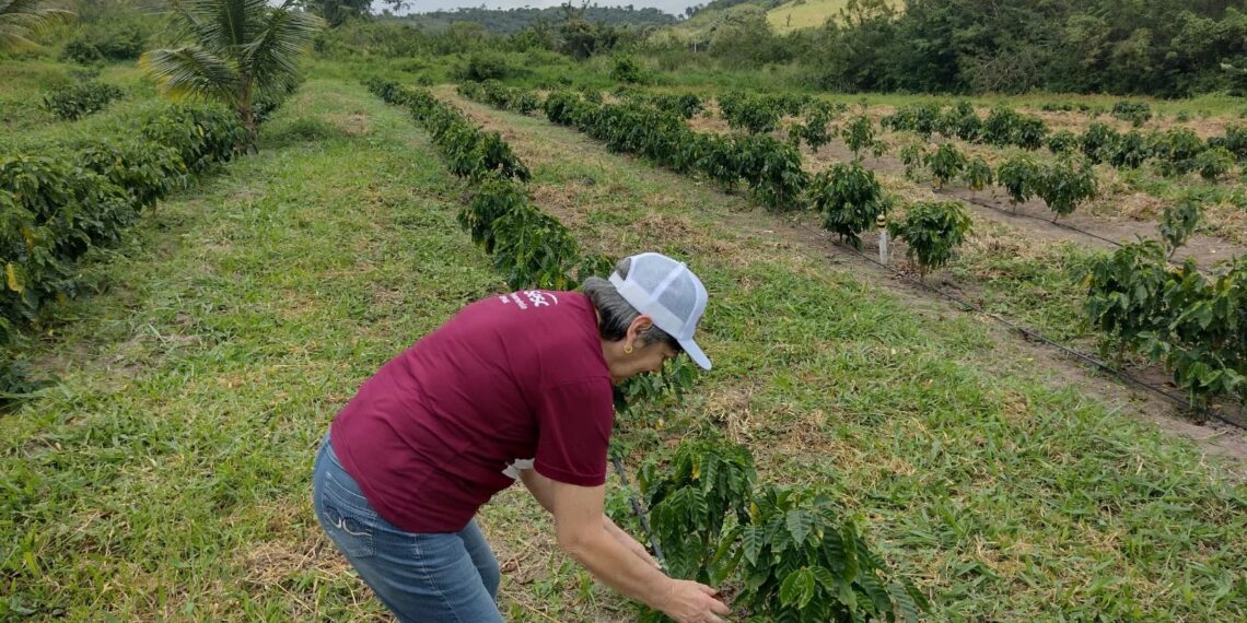 Areia, Bananeiras e Alagoa Grande consolidam retomada do café de uva em escala industrial