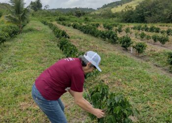Areia, Bananeiras e Alagoa Grande consolidam retomada do café de uva em escala industrial