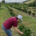 Areia, Bananeiras e Alagoa Grande consolidam retomada do café de uva em escala industrial