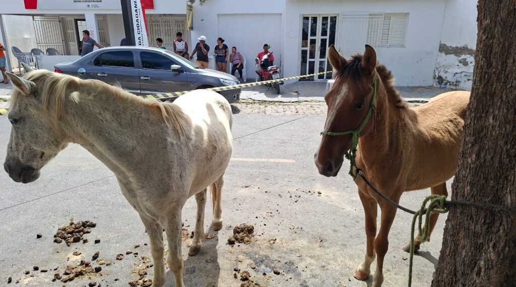 Agricultor morre após ser arrastado por cavalo na zona rural de São José de Piranhas
