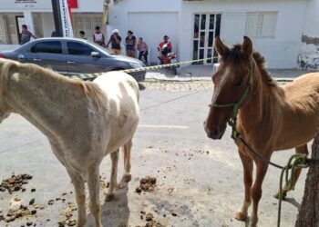 Agricultor morre após ser arrastado por cavalo na zona rural de São José de Piranhas
