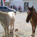 Agricultor morre após ser arrastado por cavalo na zona rural de São José de Piranhas