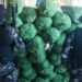 Denúncia leva polícia a depósito com mais de 400 kg de maconha no interior da Paraíba