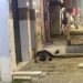 Homem em situação de rua é assassinado a tiros em Bayeux