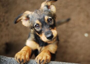 CCJ do Senado aprova aumento de penas para maus-tratos contra animais